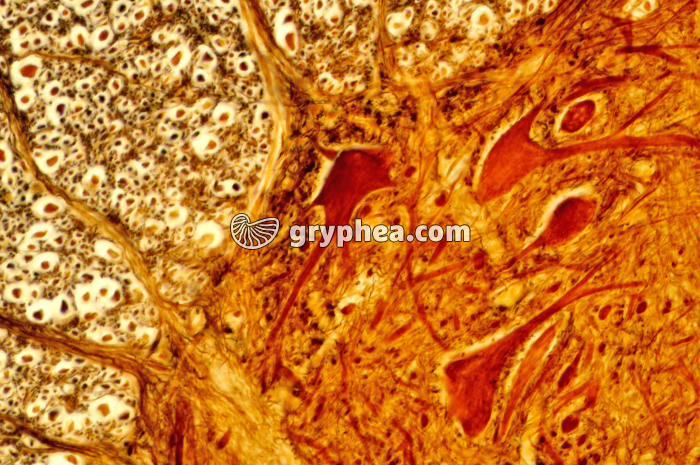 Moelle épinière x160 - gryphea.com